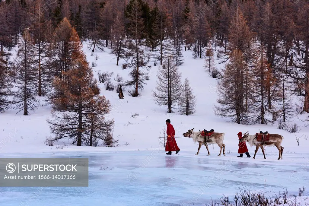Mongolia, Khovsgol privince, the Tsaatan, reindeer herder, winter migration, crossing a frozen river.