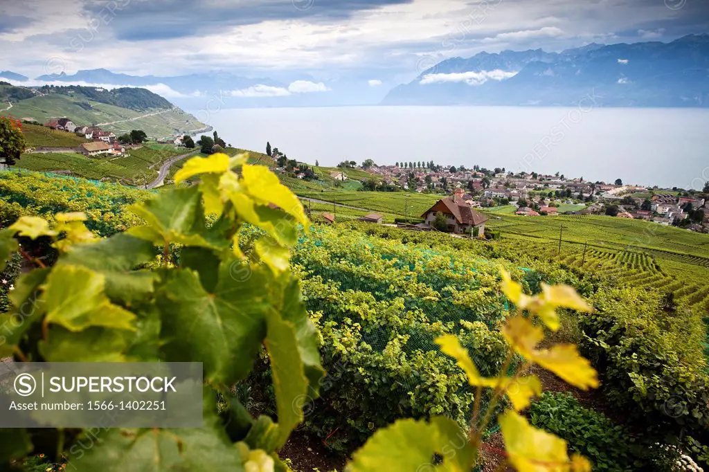 The landscapes of grapes and harvest crops on the shores of Lake Geneva, also known as the Lake of Geneva. Lausanne, Vaud, Switzerland, Europe.