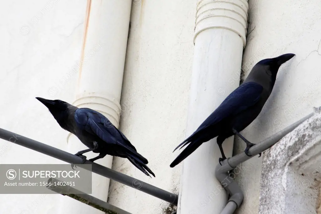 Ravens in the street, Malacca, Bandar Melaka, Malaysia.