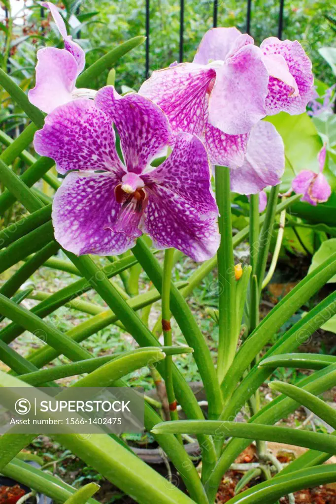 Orchid, Vanda Adoryatie, Orchid Park, Taman Orkid, Kuala Lumpur, Malaysia.