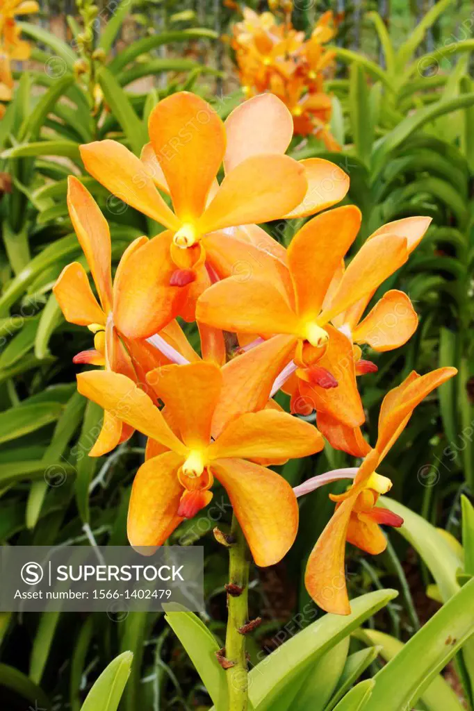Orchid Park, Mokara Gold Nugget Orange, Taman Orkid, Kuala Lumpur, Malaysia..