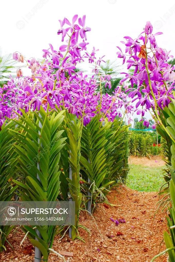 Orchid Park, Mokara Chitti Blue, Taman Orkid, Kuala Lumpur, Malaysia.