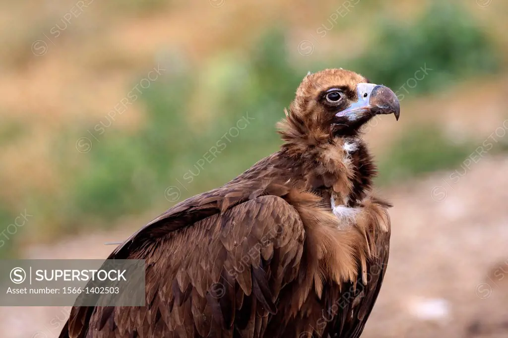 Eurasian Black Vulture (Aegypius monachus) portrait. Lleida province. Catalonia. Spain.
