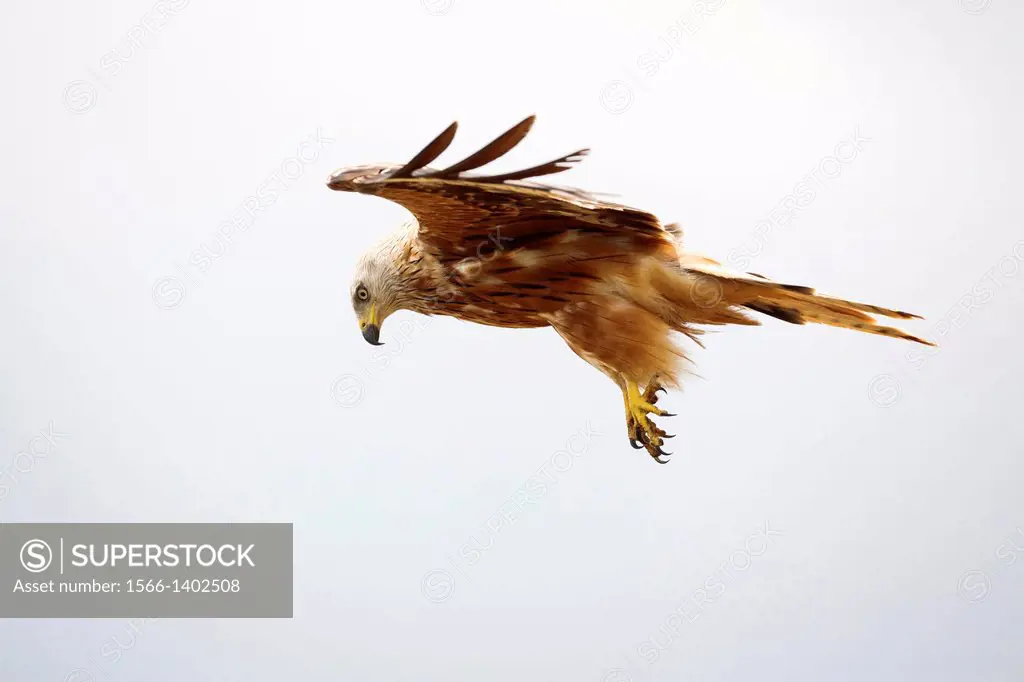 Red Kite (Milvus milvus) in flight. Pyrenees. Lleida. Catalonia. Spain.