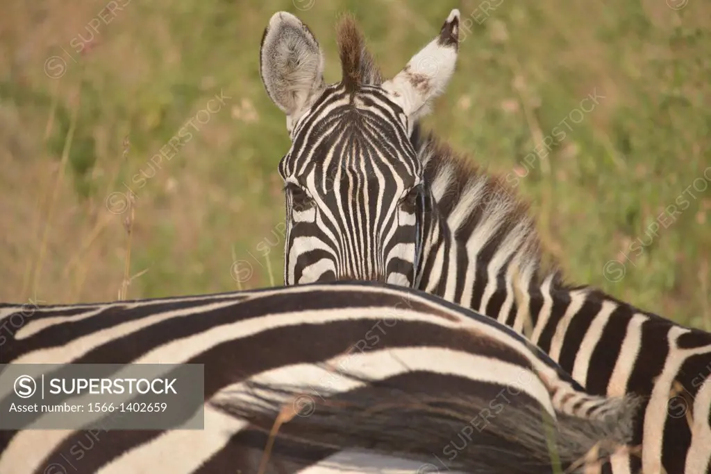 zebras in Masai Mara, Kenia