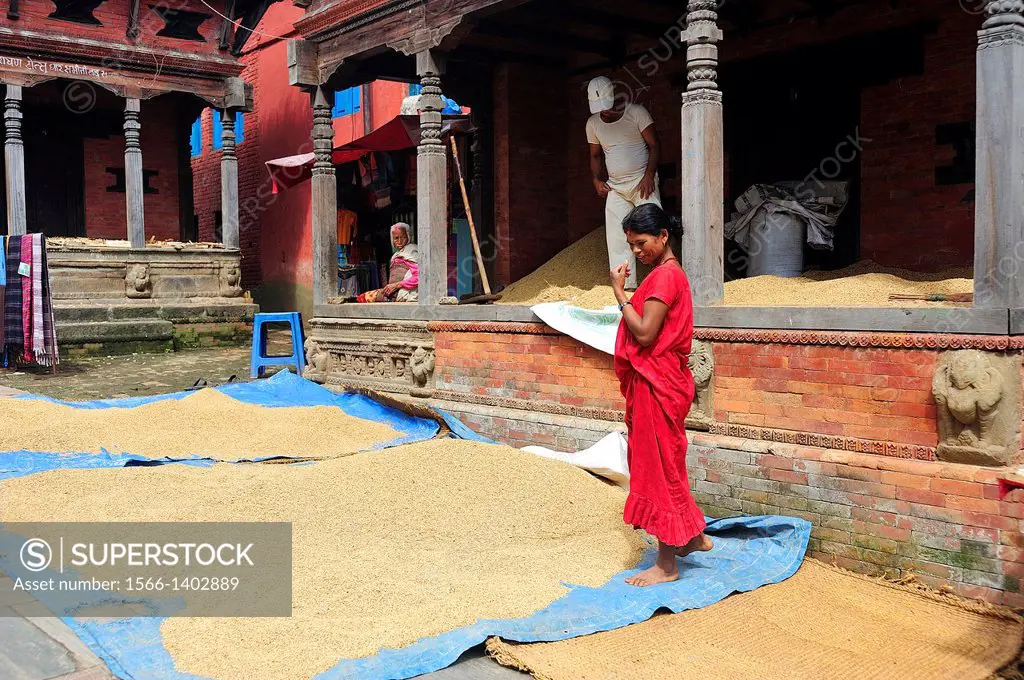 Woman spreading rice to dry, Changunarayan, Kathmandu Valley, Nepal