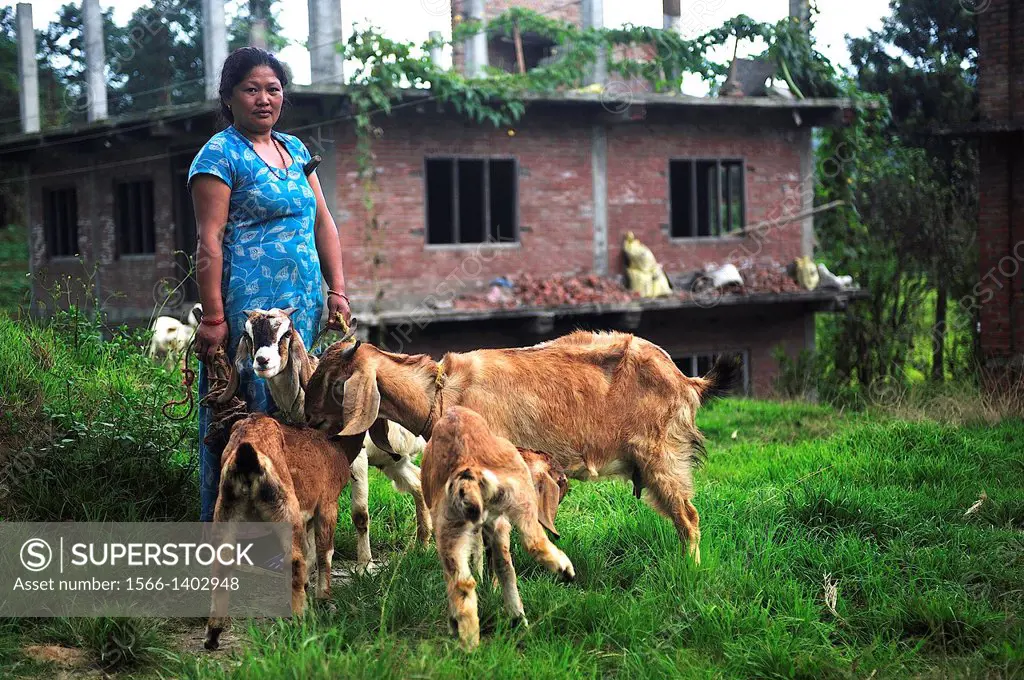 Woman with goats, Kathmandu Valley, Nepal