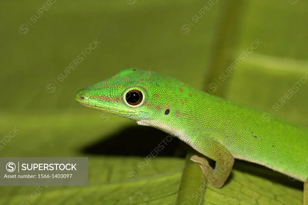 Andaman day gecko. Only species of the genus Phelsuma in Asia. Andaman Islands, India.
