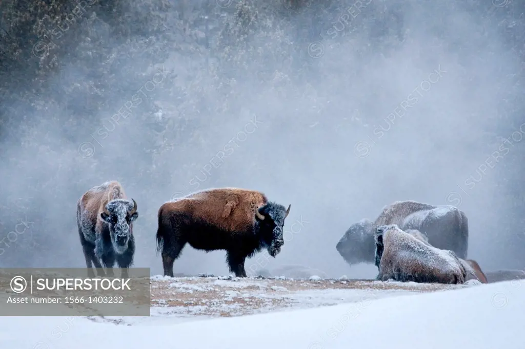 Frosty bison standing and sitting near warm steam after Old Faithful erupted at Yellowstone during a cold winter morning.