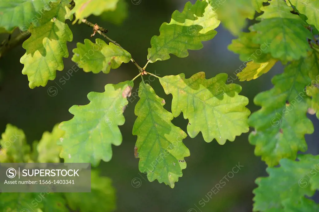 Close up of English oak or pedunculate oak (Quercus robur) leaves in autumn.