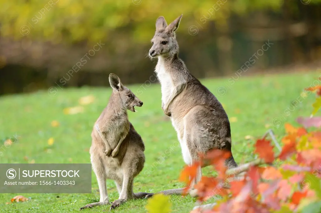 Close-up of a eastern grey kangaroo (Macropus giganteus) mother with her child in autumn.