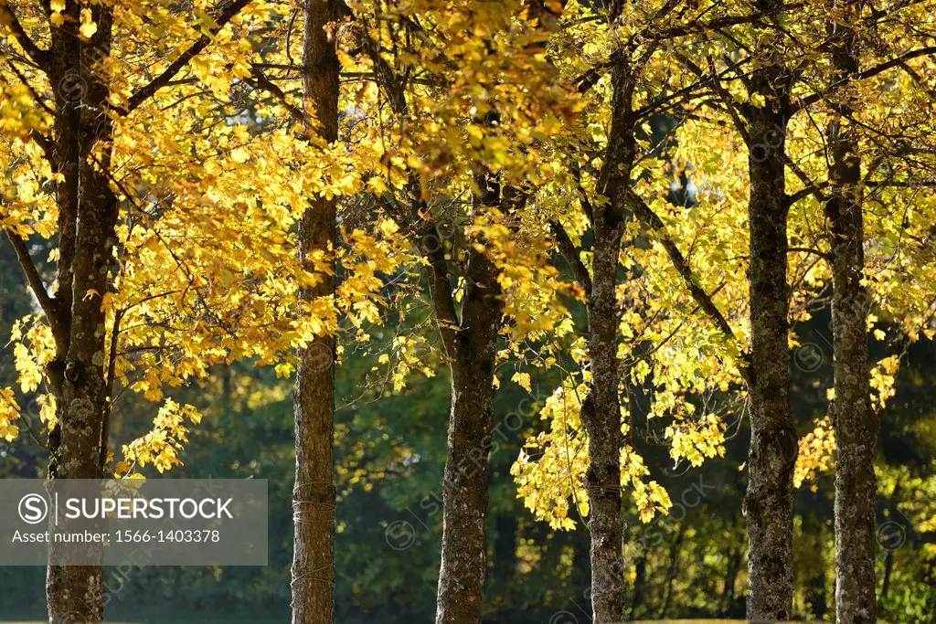 Landscape of Norway maple (Acer platanoides) tree trunks in autumn.