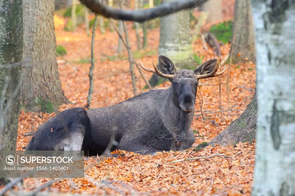 Close-up of an Eurasian elk (Alces alces) or moose in autumn in the bavarian forest.