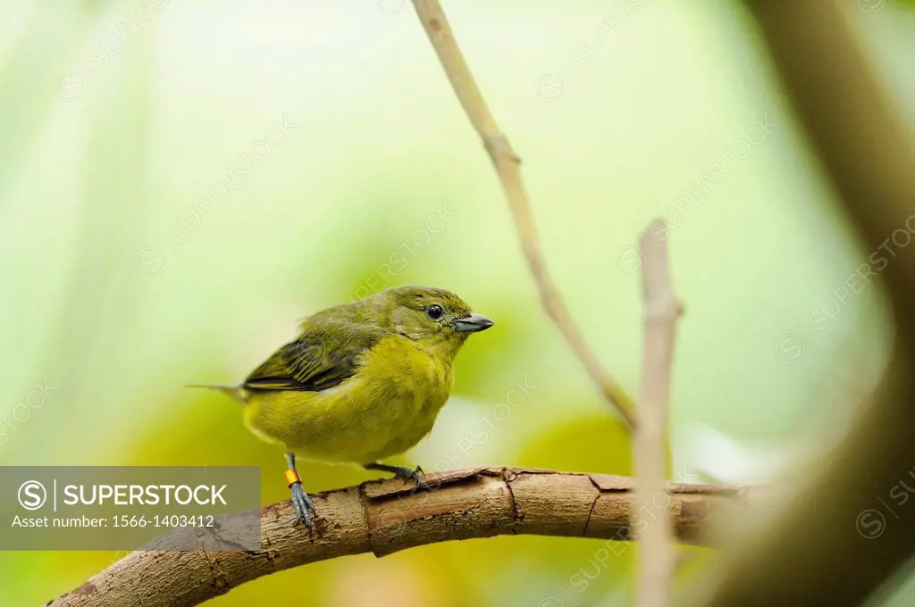 Close up of a Thick-billed Euphonia (Euphonia laniirostris) sitting on a branch.