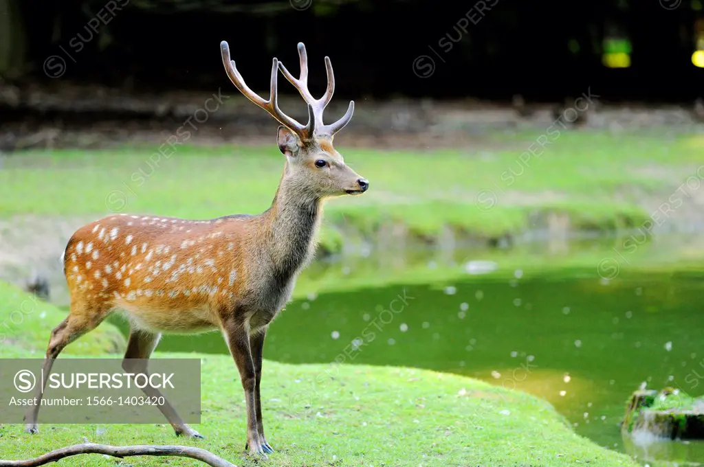 Close-up of a Sika deer (Cervus nippon) standing next to a little lake in summer, Germany