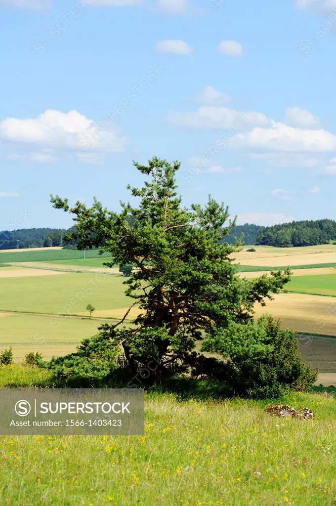 Landscape of a Scots pine (Pinus sylvestris) on a meadow in Upper Palatinate, Bavaria, Germany