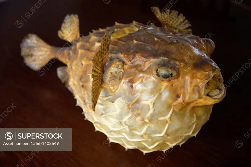 Fugu, usually called a blowfish or pufferfish in English is an unusual delicacy in Japanese cuisine. It is unusual in that if the poisonous parts are ...