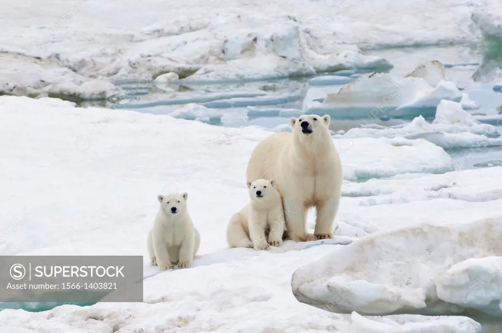 Mother polar bear with two cubs (Ursus Maritimus), Wrangel Island, Chuckchi Sea, Chukotka, Russian Far East, Unesco World Heritage Site.