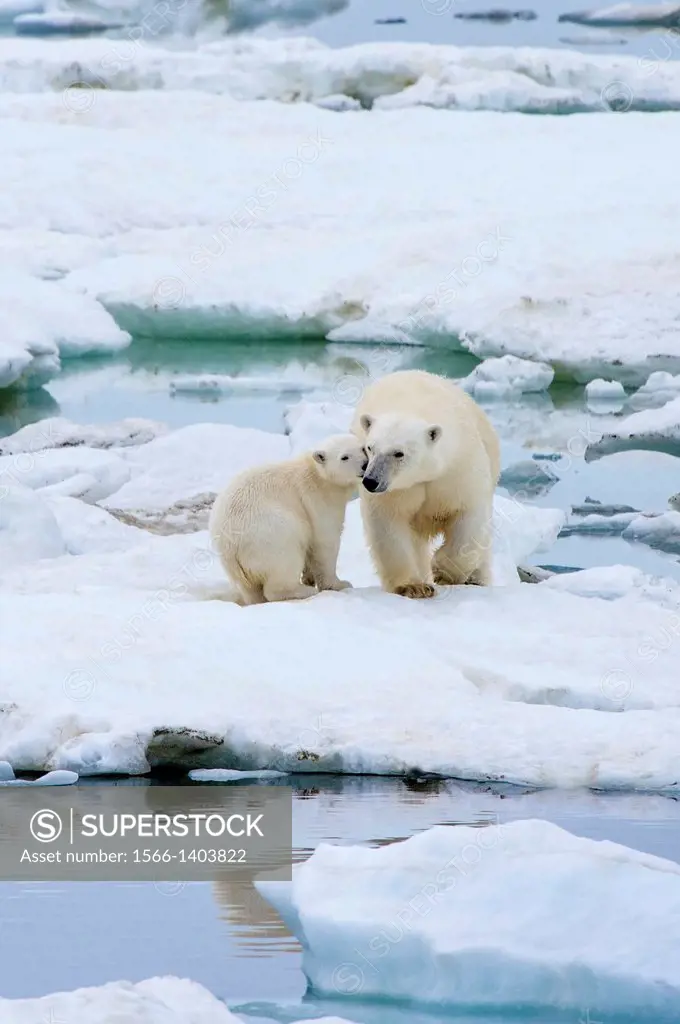 Mother polar bear with one cub (Ursus Maritimus), Wrangel Island, Chuckchi Sea, Chukotka, Russian Far East, Unesco World Heritage Site.