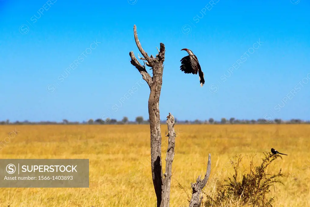 One beautiful hornbill bird tries to pose near the Savute Elephant Camp by Orient Express in Botswna in Chobe National Park . Hornbills ( Bucerotidae ...