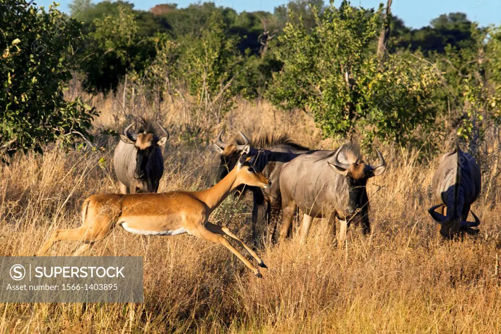 A Grant ´s gazelle jumping under the watchful eye of several wildebeest near the camp Savute Elephant Camp by Orient Express in Botswna in Chobe Natio...