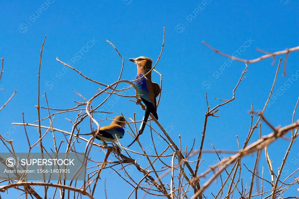 A pair of blue chest rattles ( Lilac - breasted Rolle ) pretty plumage perching on a tree near the camp near Savute Elephant Camp by Orient Express in...