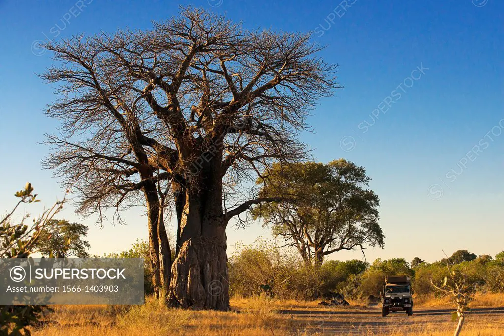 A 4x4 passes by several baobabs stationed on the nearby camp Savute Elephant Camp by Orient Express in Botswna in Chobe National Park road. If we want...