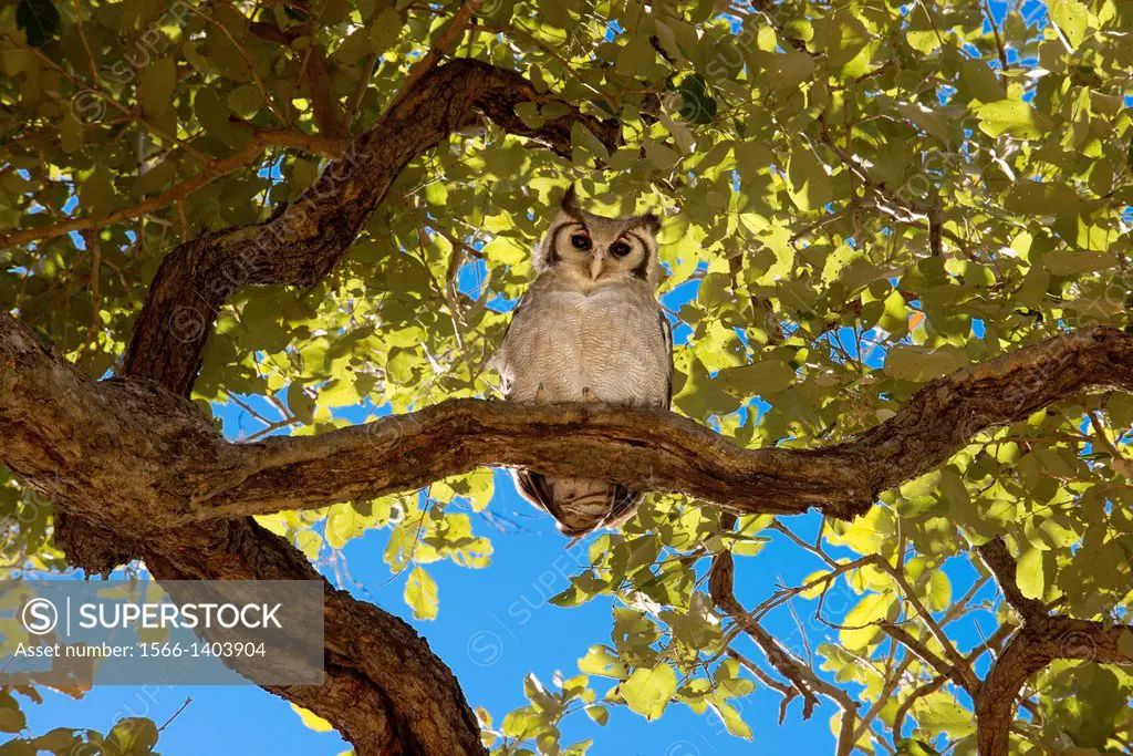 During the game safari is not uncommon to see raptors like owls on branches of baobabs near Camp Savute Elephant Camp by Orient Express in Botswna in ...