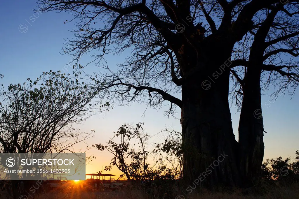 Several baobabs stationed on the nearby camp Savute Elephant Camp by Orient Express in Botswna in Chobe National Park road. The African baobab tree is...