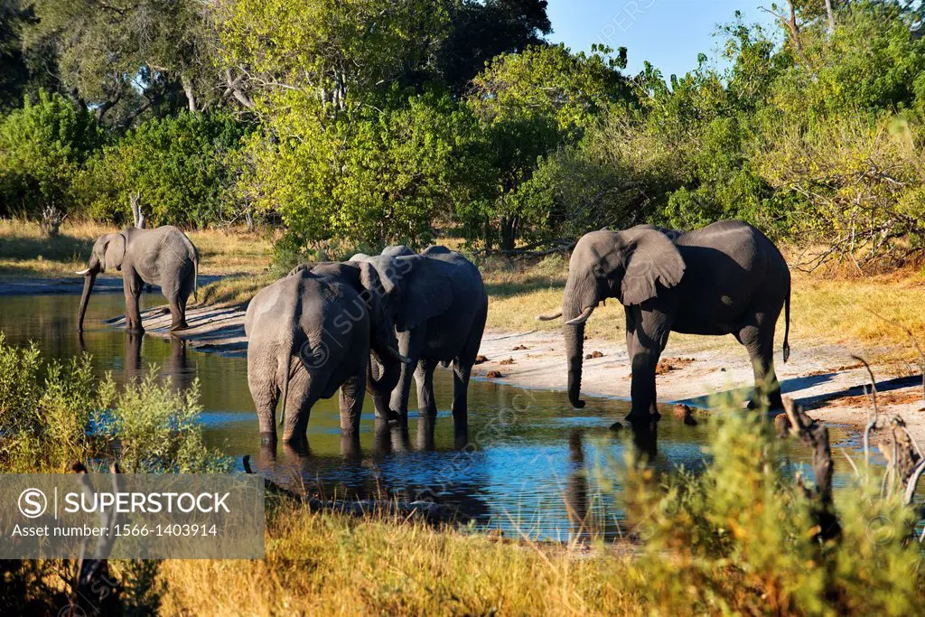 Elephants drinking water at a waterhole near the Savute Elephant Camp by Orient Express in Botswana in the Chobe National Park . Botswana banned eleph...