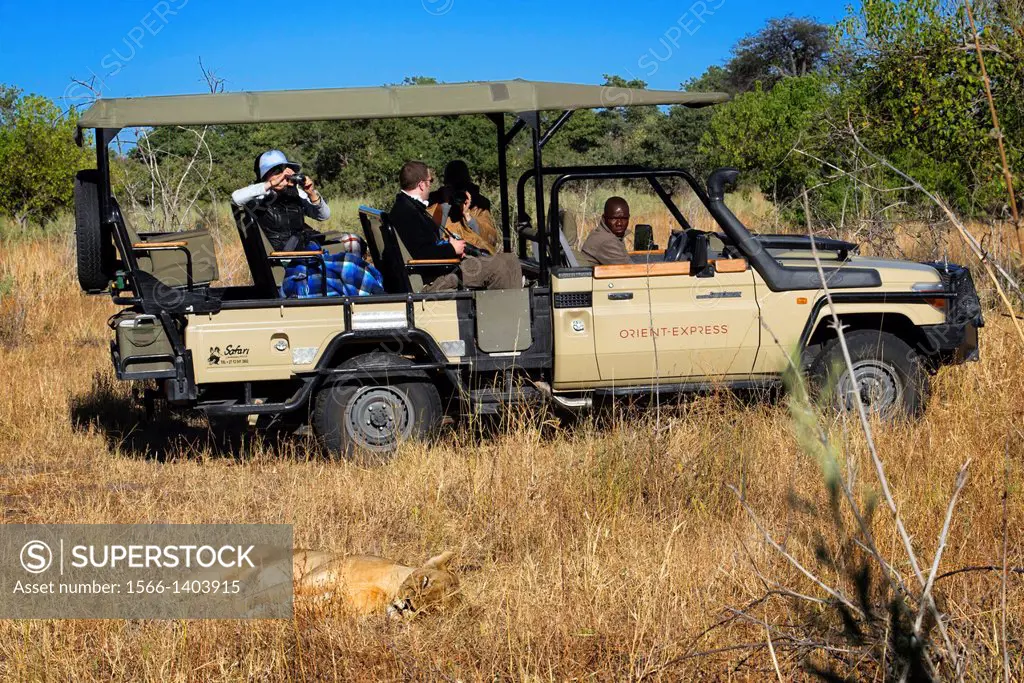 A lioness resting and while tourists a 4x4 photograph Orient Express them constantly in the vicinity of Camp Savute Elephant Camp by Orient Express in...