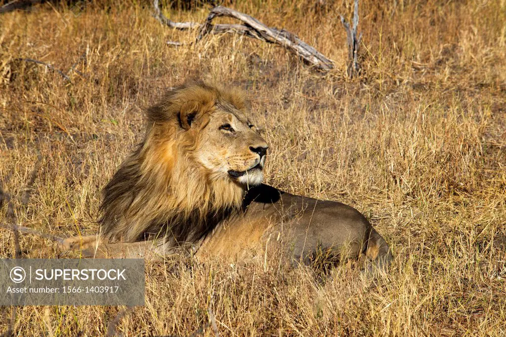 A lion lying peacefully in ls savannah camp near Savute Elephant Camp by Orient Express in Botswana in the Chobe National Park .