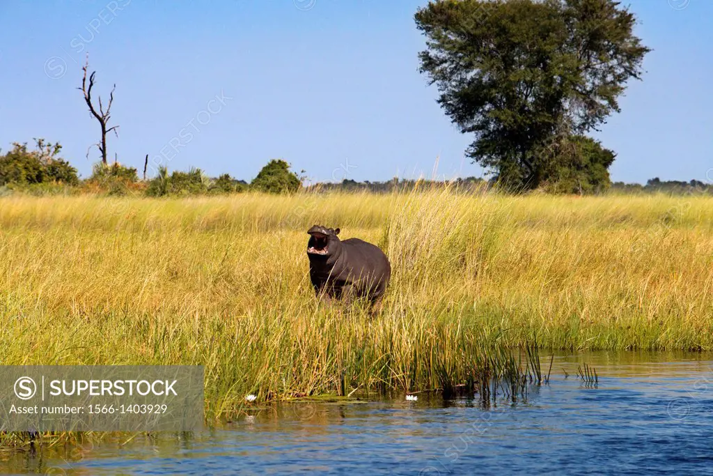 A hippopotamus stands out among the reeds in the water safari camp in Eagle Island Camp by Orient Express , outside the Moremi Game Reserve in Botswan...