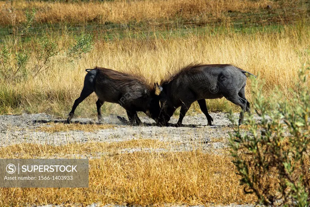 A pair of warthogs make the fights while walking safari conducted in the vicinity of Camp Eagle Island Camp by Orient Express , outside the Moremi Gam...