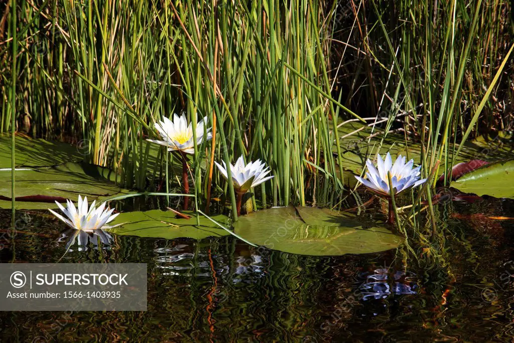 The flowers and small water lilies are a constant in the aquatic safari camp made ‹‹from Eagle Island Camp by Orient Express, on the outskirts of th...