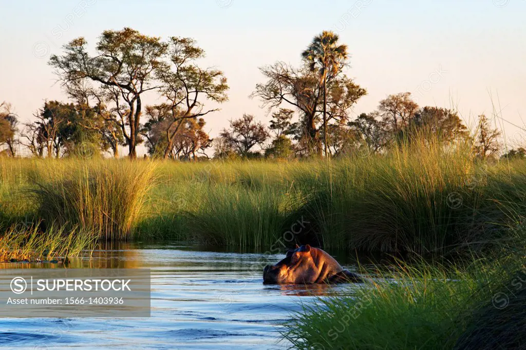 Be very careful with the hippos in the water safari camp made ‹‹from Eagle Island Camp by Orient Express , outside the Moremi Game Reserve in Botswa...