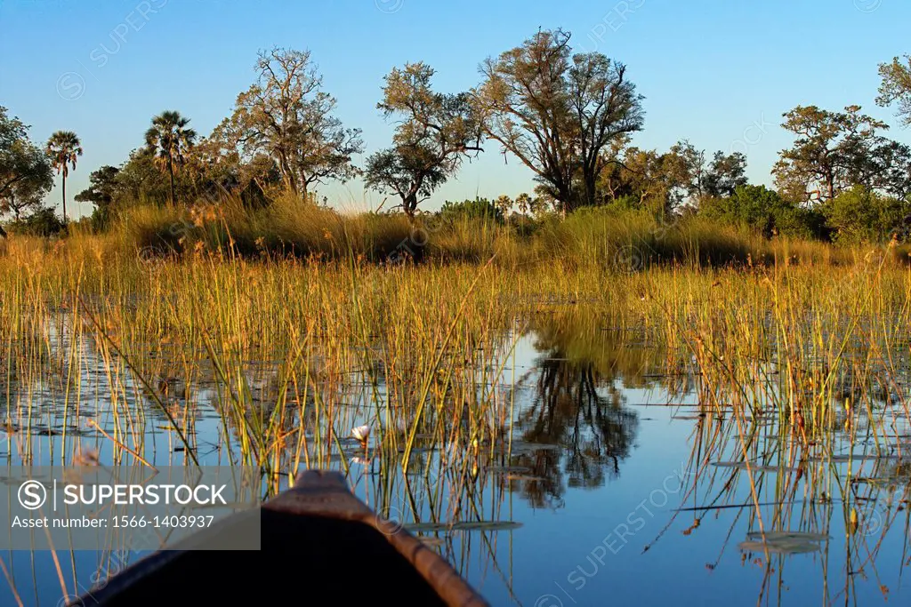 Landscape photographed from a boat in the water mokoro safari calls made ‹‹mokoro canoe camp starting from Eagle Island Camp by Orient Express , out...