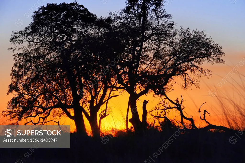 Nice plastic and sunsets from the pier Camp Eagle Island Camp by Orient Express , outside the Moremi Game Reserve in Botswana. DELTA OKAVANGO MAUN . M...