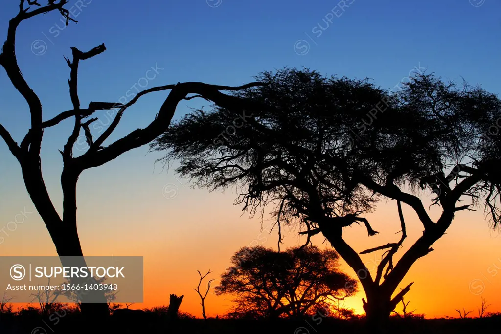 The last rays of sun backlighting leave us a beautiful sunset near Camp Savute Elephant Camp by Orient Express in Botswna in Chobe National Park .