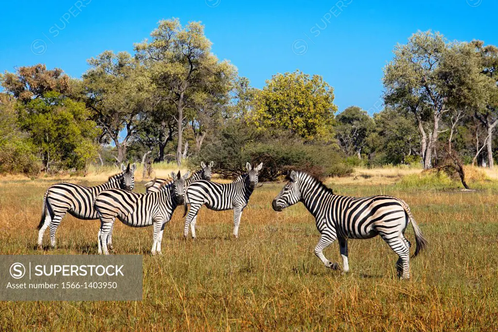 A herd of zebras prowling near Camp Eagle Island Camp by Orient Express , outside the Moremi Game Reserve in Botswana. Chobe National Park . One of th...