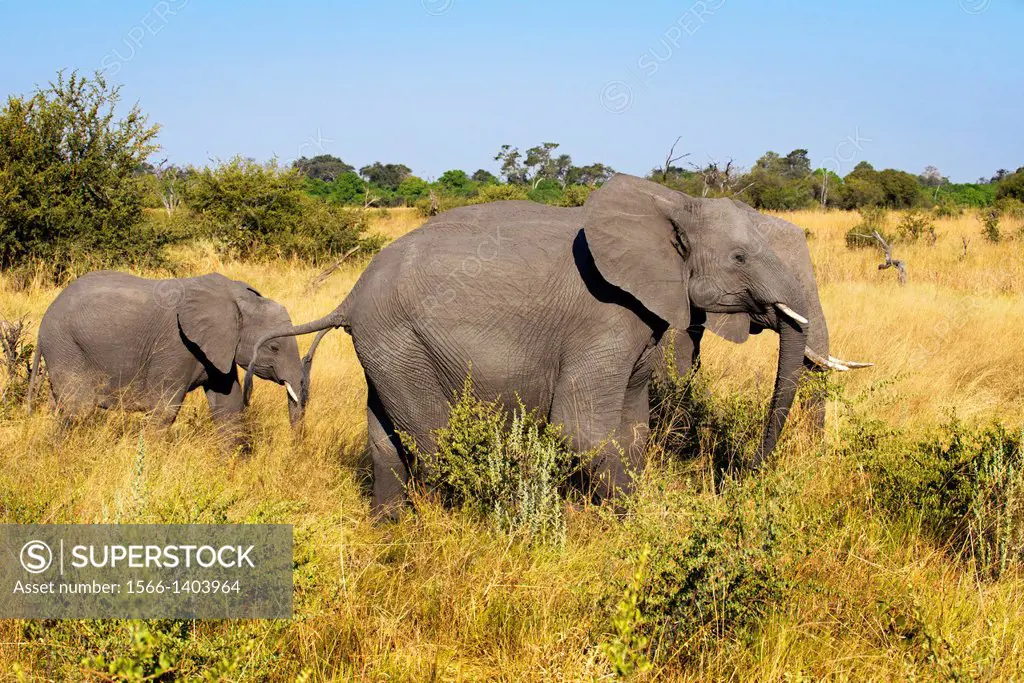 An adult elephant with her ‹‹calf near Camp Khwai River Lodge by Orient Express in Botswana, within the Moremi Game Reserve Wild . Killing an elepha...