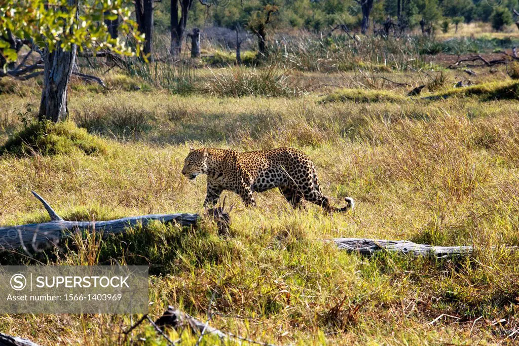 A leopard hunting camp near Khwai River Lodge by Orient Express in Botswana, within the Moremi Game Reserve Wild . The leopard is a smart and strong f...