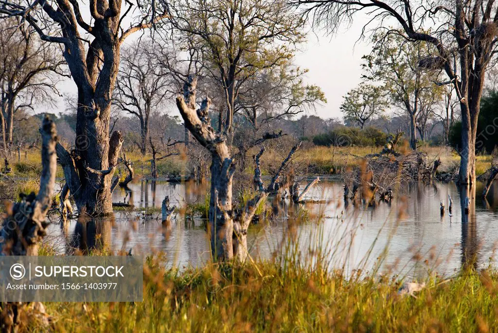 Landscape flooded at the time of llvuas in the Okavango Delta camp near Khwai River Lodge by Orient Express in Botswana, within the Moremi Game Reserv...