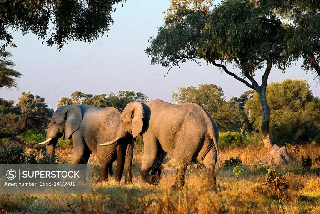 A herd of elephants at sunset near Camp Khwai River Lodge by Orient Express in Botswana, within the Moremi Game Reserve Wild . SUPER  POPULATION OF E...