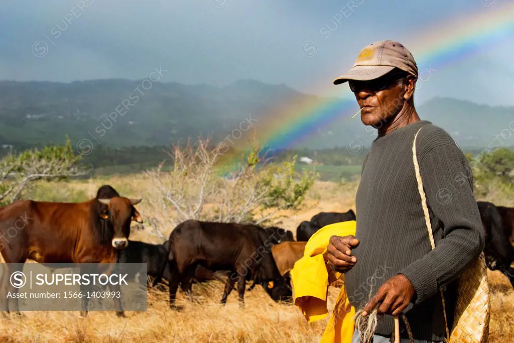 Sunset with rainbow background. A Ramadero care of his cows. In Réunion, its magnificent scenery, unspoilt nature and magnificent possibilities for hi...