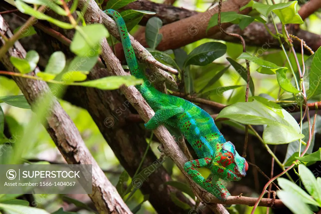 Reunion Island is home to a variety of endemic birds. The largest native land animal that survives today is the Furcifer pardalis, ie the panther cham...