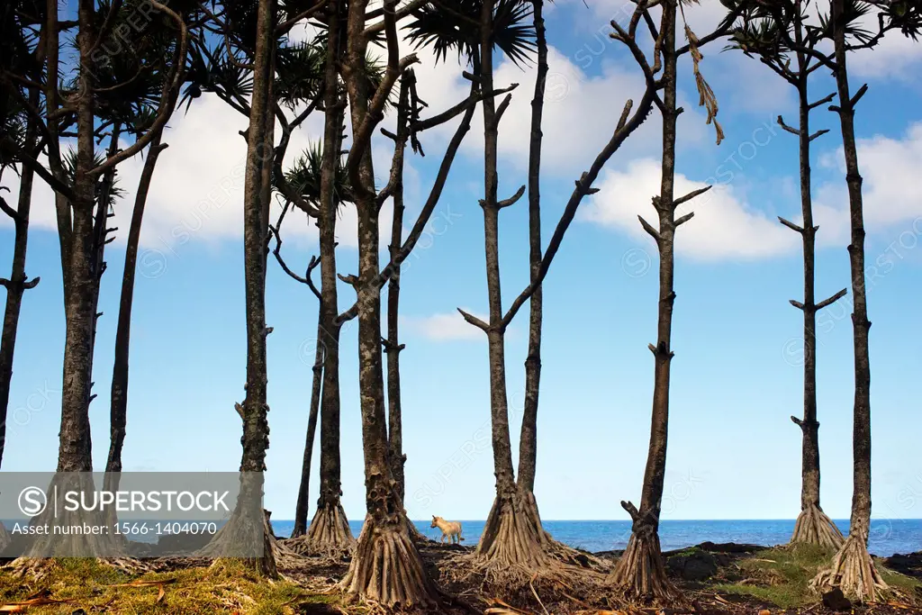 Palm trees in a giant volcanic arabe ou Les Puits volcanique garden near St. Philippe. An instructive tour of the coast of the table ahead of Tremblet...