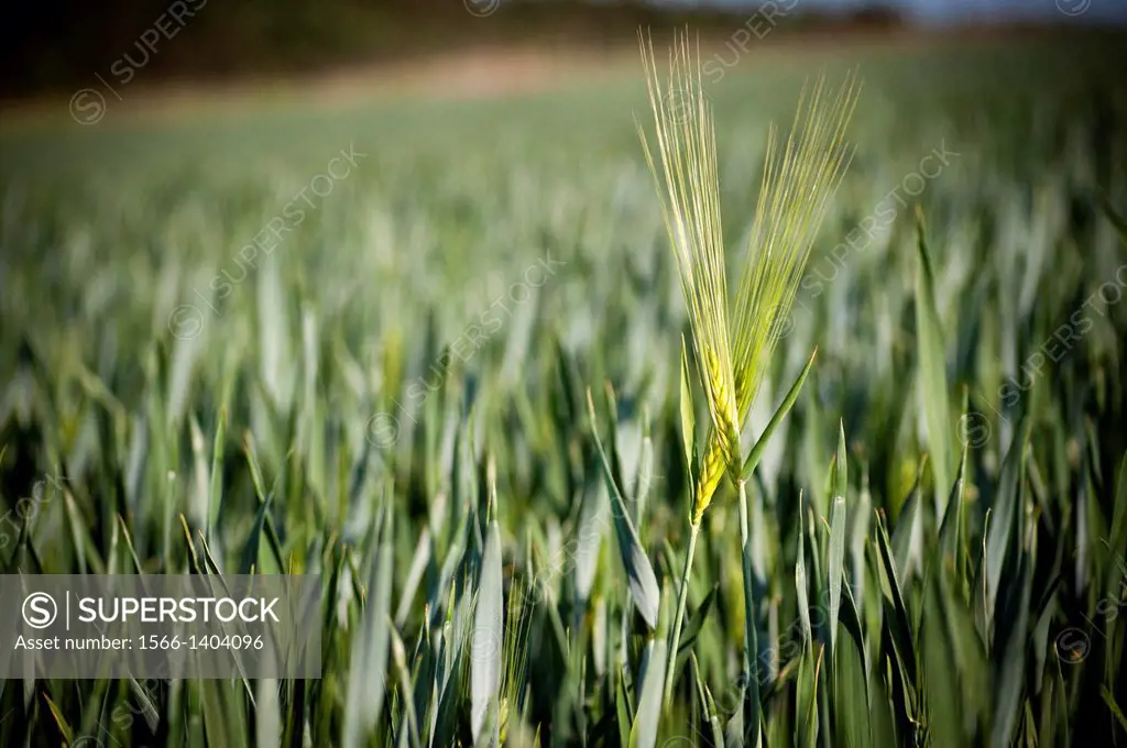 Couple motive: Wheat field in Germany.