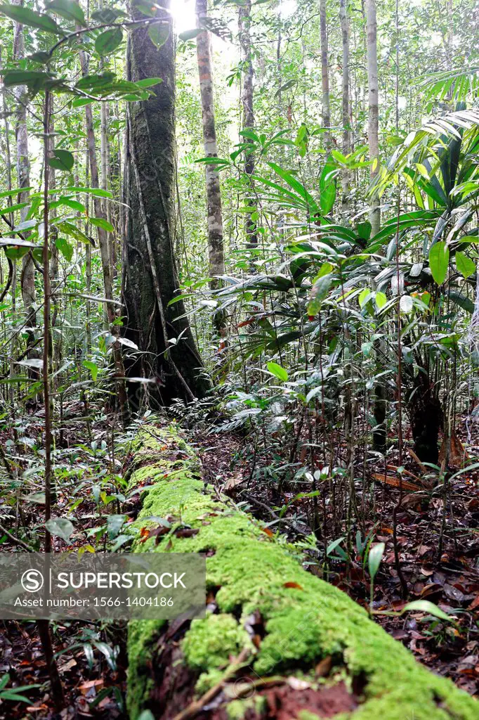 Tree trunks in the jungle, Papua, Indonesia, Southeast Asia.