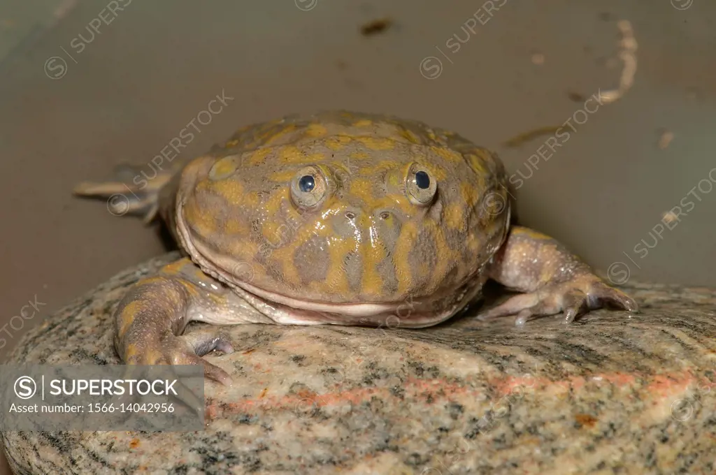 Budgett. . s Frog (Lepidobatrachus laevis), Captive, Reptilia reptil zoo, Vaughan, Ontario, Canada.